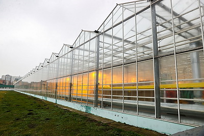 Томаты в межсезонье начал выращивать тепличный комбинат \"Берестье\"