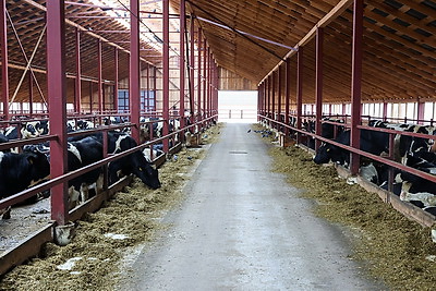 Здесь все работает на результат. Как развивается Белыничский СПК \"Колхоз \"Родина\"