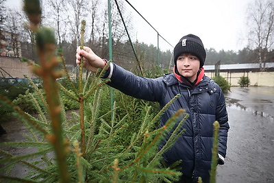 Елочные базары стартуют в Минске