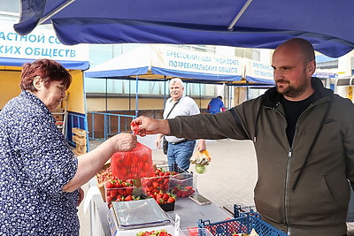 Клубничный сезон. Сбор ягод ведут в Брестской области