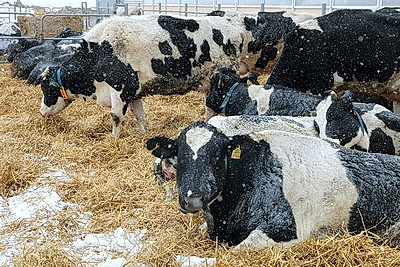 Серьезная перезагрузка отрасли: девять новых МТК появилось в Могилевской области в 2025 году