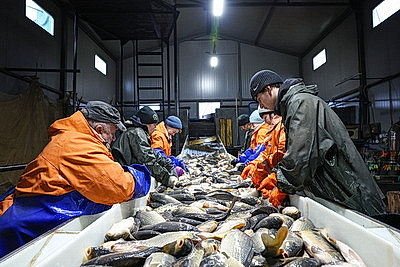 Осенью в рыбхозах пересаживают рыбу на зиму
