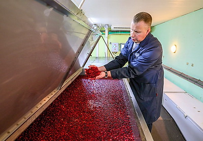 Единственное в Беларуси производство. Как в Глубоком изготавливают клюкву в сахарной пудре?