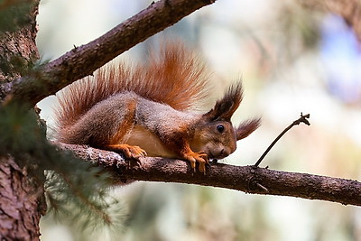 Золотые краски осени