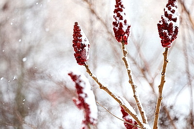 Заснеженный Минск в последние выходные уходящего года