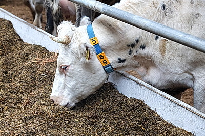 Серьезная перезагрузка отрасли: девять новых МТК появилось в Могилевской области в 2025 году