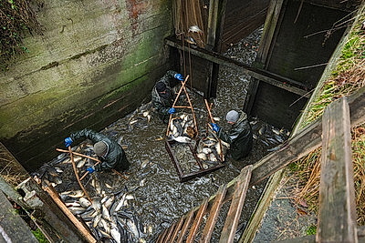 Осенью в рыбхозах пересаживают рыбу на зиму