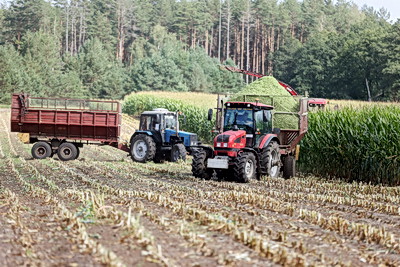 В Гродненской области ведется массовая уборка кукурузы на силос