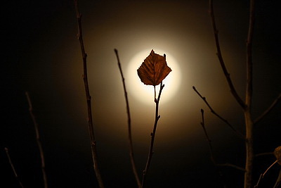 \"Бобровая луна\" над Беларусью