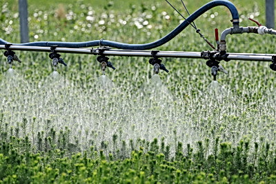 От семечка до зеленого богатства страны. Кто выращивает саженцы для будущих лесов Беларуси