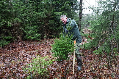 Заготовка новогодних елей ведется в Беларуси