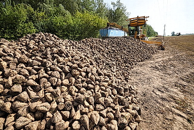 В Гродненском районе приступили к уборке сахарной свеклы