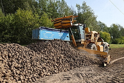 В Гродненском районе приступили к уборке сахарной свеклы