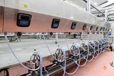 Обновленный молочно-товарный комплекс с уникальными конструкциями введен в строй в Петриковском районе