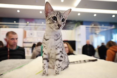 Международная выставка кошек прошла в Минске