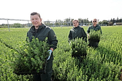 От семечка до зеленого богатства страны. Кто выращивает саженцы для будущих лесов Беларуси