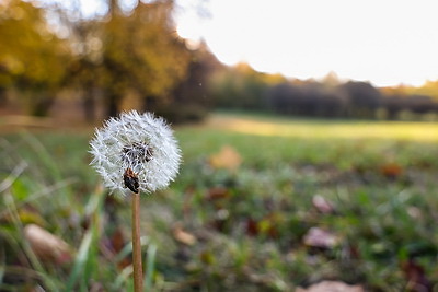 Золотые краски осени