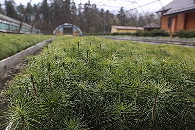 Молодые деревца на 400 га высадят в Брестской области во время акции \"Дай лесу новае жыццё!\"