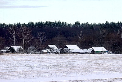 Зимний лес в Жлобинском районе