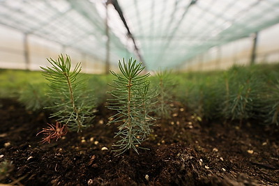Молодой смешанный лес из более 4,5 тыс. растений высадили в Витебском районе на республиканском субботнике