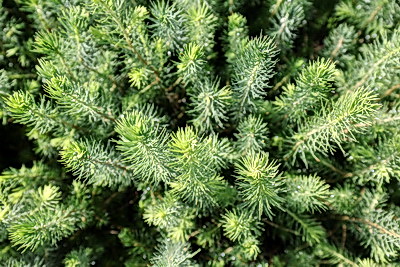 От семечка до зеленого богатства страны. Кто выращивает саженцы для будущих лесов Беларуси