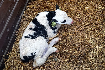 Серьезная перезагрузка отрасли: девять новых МТК появилось в Могилевской области в 2025 году