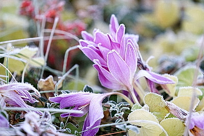 Первые заморозки в Гродно