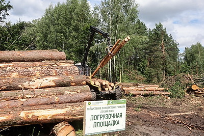 Могилевский лесхоз продолжает разработку буреломов после разгула стихии