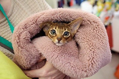 Международная выставка кошек прошла в Минске