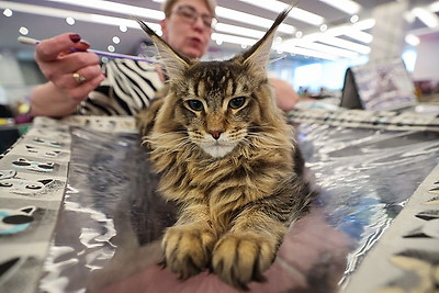 Международная выставка кошек прошла в Минске