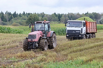 Уборка кукурузы на силос идет в Витебском районе
