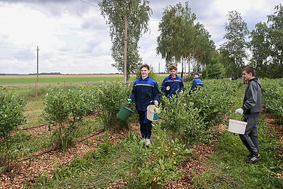 Весело и с пользой. Трудовое лето студотрядовцев из Клецкого района