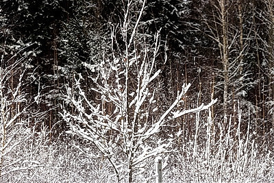 Зимний лес в Жлобинском районе