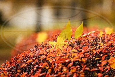 Осенний дождливый день