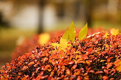 Осенний дождливый день