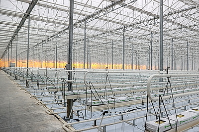 Комплекс для выращивания томатов построили в Ольшанах по программе \"Один район - один проект\"