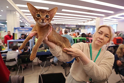 Международная выставка кошек прошла в Минске