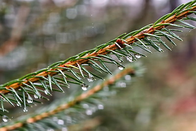 Заготовка новогодних елей ведется в Беларуси