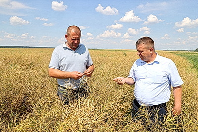 Уборка зерновых и рапса в Брагинском районе