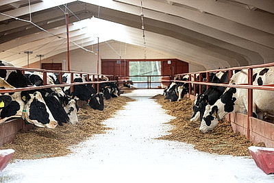 С учетом последних достижений в животноводстве. В Островецком районе торжественно открыли МТК