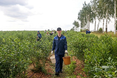 Весело и с пользой. Трудовое лето студотрядовцев из Клецкого района