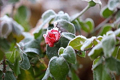 Первые заморозки в Гродно