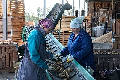 В Могилевской области убрано около 20% картофеля