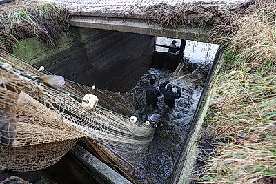 Осенью в рыбхозах пересаживают рыбу на зиму