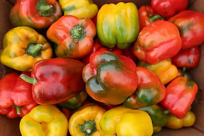 Сельскохозяйственные ярмарки стартовали в Минске