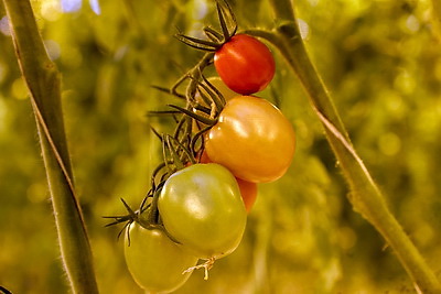 Томаты в межсезонье начал выращивать тепличный комбинат \"Берестье\"
