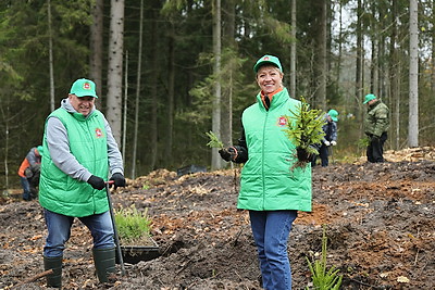 Молодой смешанный лес из более 4,5 тыс. растений высадили в Витебском районе на республиканском субботнике