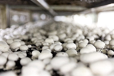 Законопроект по вопросам внешней трудовой миграции должен поступить на рассмотрение депутатов в 2026 году