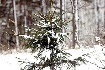 Зимний лес в Жлобинском районе