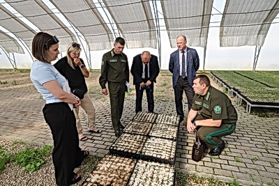 От семечка до зеленого богатства страны. Кто выращивает саженцы для будущих лесов Беларуси
